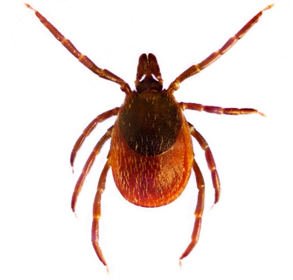 Ixodes ricinus ή το κοινό τσιμπούρι